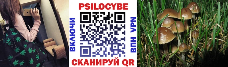 Галлюциногенные грибы Psilocybine cubensis  площадка телеграм  Салаир 